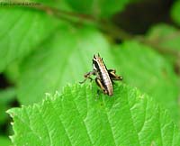 Pholidoptera griseoaptera - ninfa