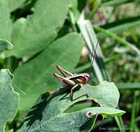 Piccola cavalletta striara