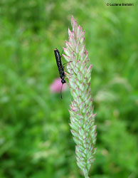 Imenottero Cephidae su una spiga d'erba