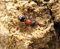 Myrmilla sp. è simile ad una formica
