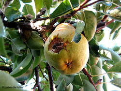Vespa crabro che mangia una pera sull'albero