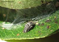 larva di coccinellide Chilocorus bipustulatus