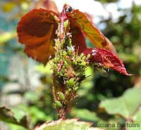 afidi su giovani foglie di roso