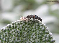 Larva di coccinella che mangia un tingide