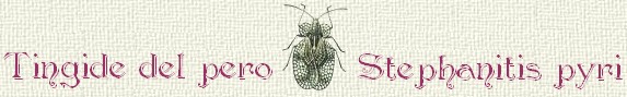 Tingide del pero - Stephanitis pyri