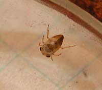 Pleidae: Plea minutissima
