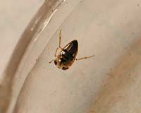 Plea minutissima fam. Pleidae