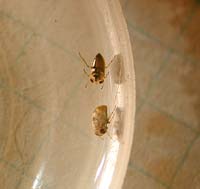 Pleidae:Plea minutissima