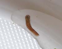 invertebrato - Planaria