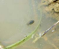 Ditisco sp.