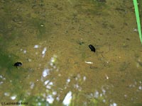 Ditisco sp. in una pozza d'acqua