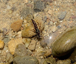 Larva Leptophlebiidae