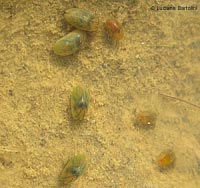 ostracoda sp