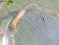 Larva di dittero Syrphidae genere Eristalis