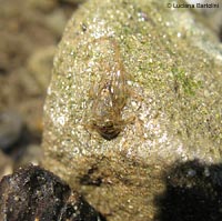 Larva di Efemerottero fuori dall'acqua