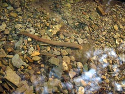 Sanguisuga dentro l'acqua