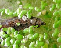 Larva di Stratiomyidae