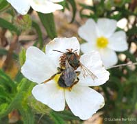 triungulini larve meloidae