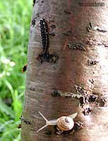 larva di lucciola su di un tronco