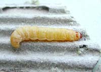 Larva Galleria mellonella, la camola del miele