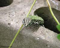 Lucertola