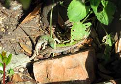 Lucertole in accoppiamento Lucertole in accoppiamento