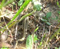 Lucertola montagna