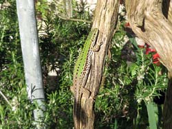 Lucertola Podarcis siculus