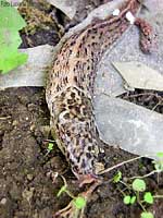 Limax maximus