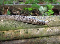 Limax maximus