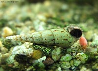 Melanoides tuberculata in acquario di acqua dolce tropicale