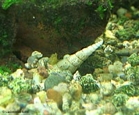 Melanoides tuberculata una chiocciola in acquario