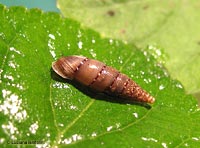 Papillifera sp.