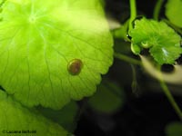 Planorbis sp. una lumaca in acquario