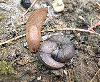 Limacce Tandonia sp. di varie tonalità di colori