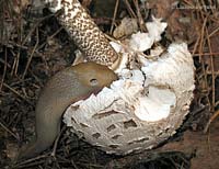 Lumacone che mangia una Macrolepiota procera