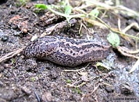 Lumacone Limax maximus