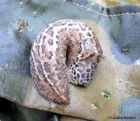 Limax maximus