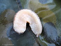 Limax maximus capovolta