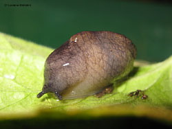 Lumaca Tandonia sp.