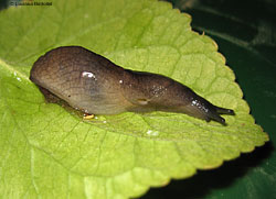 Tandonia sp. famiglia Milacidae