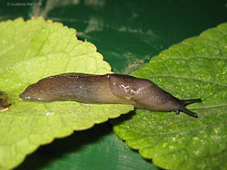 Lumaca Tandonia