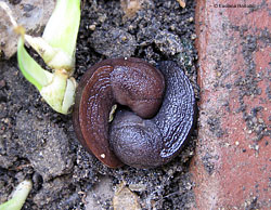 coppia di Tandonia sp.