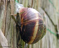 Grossa chiocciola helix sp.