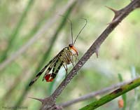 maschio di Panorpa communis la mosca scorpione