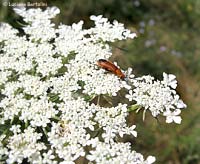 Zonitis flava Coleoptera Meloidae