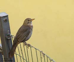 Turdus merula femmina