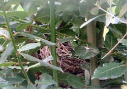 merlotti ancora nel nido