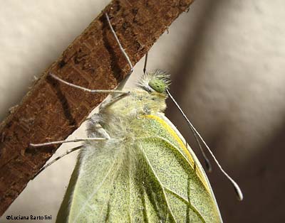 Foto di Farfalla pieridae