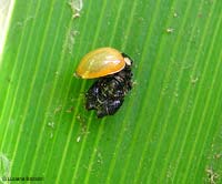 Coccinella che esce dall'esoscheletro